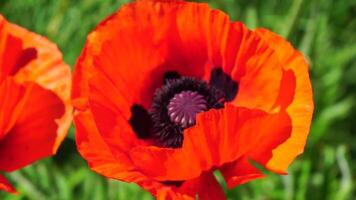 rosso papavero fiore testa vicino su di petalo. papaveri nel il prato selvaggio papavero campo, oscillante di vento. macro. avvicinamento di fioritura papaveri. radura di rosso papaveri. morbido messa a fuoco sfocatura. papaver sp. video