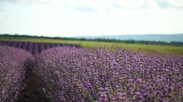 Lavender fields with fragrant purple flowers bloom at sunset. Lush lavender bushes in endless rows. Organic Lavender Oil Production in Europe. Garden aromatherapy. Slow motion, close up video