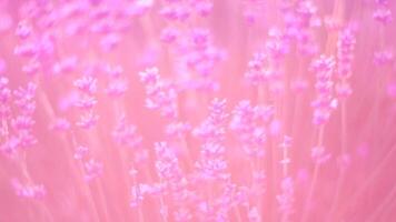 lavendel- fält med doftande lila blommor blomma på solnedgång. frodig lavendel- buskar i ändlös rader. organisk lavendel- olja produktion i Europa. trädgård aromterapi. långsam rörelse, stänga upp video