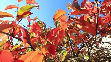 Ripe persimmons adorn tree branches. Persimmons hang from tree branches with vibrant leaves in autumn-kissed garden, showcasing nature seasonal transition. Organic agriculture production. Eco farming video