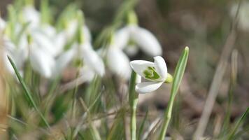 Schneeglöckchen, Blume, Frühling. Weiß Schneeglöckchen blühen im Garten, früh Frühling, Signalisierung Ende von Winter. video