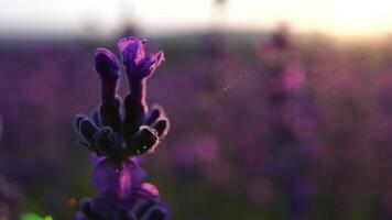 floreciente lavanda en un campo a puesta de sol. provenza, Francia. cerca arriba. selectivo enfocar. lento movimiento. lavanda flor primavera antecedentes con hermosa púrpura colores y bokeh luces. video