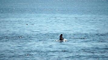 hav kvinna supera. silhuett av Lycklig positiv ung kvinna i bikini, surfing på supera styrelse, självsäker paddling genom vatten yta. idyllisk solnedgång. aktiva livsstil på hav eller flod. långsam rörelse video