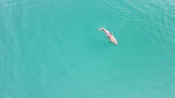 aereo Visualizza di il delfini lentamente nuoto nel cristallo chiaro calma turchese acque. gruppo di endemico marino mammiferi migrazione lungo costa come visto a partire dal sopra. video