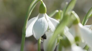 bi pollinerar snödroppe under tidigt vår i skog. snödroppar, blomma, vår. honung bi, apis mellifera besöker först snödroppar på tidigt vår, signal- slutet av vinter. långsam rörelse, stänga upp video