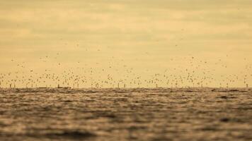 abstrait mer océan le coucher du soleil la nature Contexte avec mouettes et pêche bateau chalutier captures poisson tandis que voile sur mer à horizon dans distance voile à capture école de poisson sur calme mer surface dans été. video