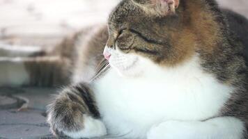 Close up portrait of a white striped domestic cat sleeping in shadow under car on hot summer day video