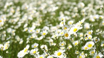 Chamomile. White daisy flowers in a field of green grass sway in the wind at sunset. Chamomile flowers field with green grass. Close up slow motion. Nature, flowers, spring, biology, fauna concept video