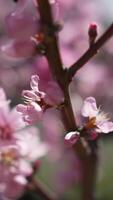 A close up of a bright pink flowers peach tree spring bloom. Vertical . Slow motion video