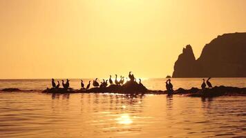 Meer Vögel Silhouette beim Sonnenuntergang. Herde von Kormorane, Phalacrocorax carbo sitzen auf das Felsen Vor Sonnenuntergang. Herde von Seevögel, Kormorane, Möwen, schließen oben Sitzung auf ein Cliff oben beim Sonnenuntergang, schleppend Bewegung video