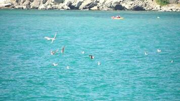 un rebaño de gaviotas mosca en calentar puesta de sol cielo terminado el océano. siluetas de gaviotas volador en lento movimiento con el mar en el antecedentes a puesta de sol. noche. nadie. libertad concepto video