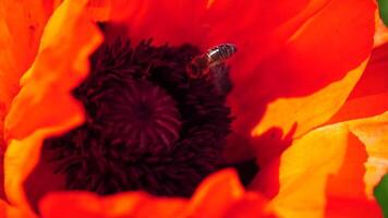 rojo amapola flor cabeza cerca arriba con abeja. amapolas en el prado salvaje amapola campo, balanceo por viento. macro. de cerca de cierne amapolas claro de rojo amapolas suave atención difuminar. papaver sp. video