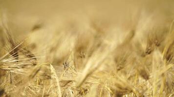 enorm geel tarwe veld, overvloedig Bijsnijden, landbouw, landelijk landschap, gouden tarwe uitgestrektheid. biologisch landbouw oogsten agribusiness concept. langzaam beweging, detailopname video