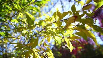 rood, oranje bladeren in tuin, gedurende herfst, zonlicht schijnend door gebladerte highlights seizoensgebonden Wijzigen. biologisch landbouw productie. eco landbouw video