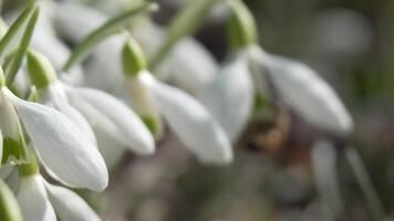 gotas de neve, flor, Primavera. branco snowdrops flor dentro jardim, cedo primavera, sinalização fim do inverno. video