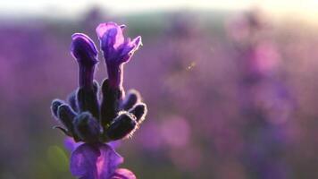 Blooming lavender in a field at sunset. Provence, France. Close up. Selective focus. Slow motion. Lavender flower spring background with beautiful purple colors and bokeh lights. video