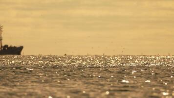 abstrakt Meer Ozean Sonnenuntergang Natur Hintergrund mit Möwen und Angeln Boot Trawler fängt Fisch während Segeln auf Meer beim Horizont im Entfernung segeln zu Fang Schule von Fisch auf Ruhe Meer Oberfläche im Sommer. video