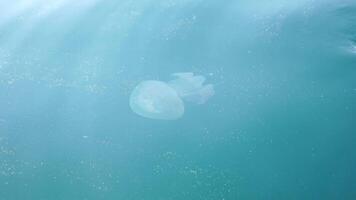 mare acqua superficie Medusa. telecamera mosche al di sopra di il calma azzurro mare con Medusa nel profondo. nessuno. vacanza ricreazione concetto. astratto nautico estate oceano natura. lento movimento. vicino su video