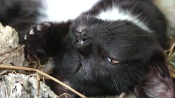 une mignonne content noir tigré chaton mensonges et repose sur le sol de le parc dans le des rayons de lumière du soleil, regards à le caméra, se tortille ses oreilles et jouit le Matin Soleil. video