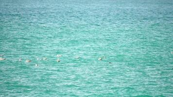 un rebaño de gaviotas mosca en calentar puesta de sol cielo terminado el océano. siluetas de gaviotas volador en lento movimiento con el mar en el antecedentes a puesta de sol. noche. nadie. libertad concepto video