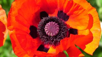 rot Mohn Blume Kopf schließen oben von Blütenblatt. Mohnblumen im das Wiese wild Mohn Feld, schwingen durch Wind. Makro. Nahansicht von blühen Mohn. Lichtung von rot Mohn. Sanft Fokus verwischen. Papaver sp. video