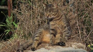 A cute happy grey tabby kitten lies and rests on the floor of the park in the rays of sunlight, looks at the camera, wiggles its ears and enjoys the morning sun. video