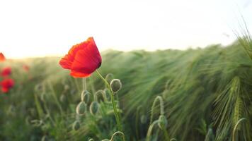 zonsondergang tarwe veld. rood papaver bloem in de buurt groen tarwe spruiten Aan een veld- in de stralen van zonsondergang, met jong schiet Bij de lente. concept van tarwe landbouw, landbouw en biologisch eco-bio voedsel productie video