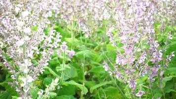 Feld von Clary Salbei - - Salvia Abonnieren im blühen, kultiviert zu Extrakt das wesentlich Öl und Honig. Farmer organisch Feld mit blühen Salbei Pflanzen, entspannend Natur Sicht. schließen hoch. selektiv Fokus. video