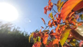 reif Kakis schmücken Baum Geäst. Kakis hängen von Baum Geäst mit beschwingt Blätter im Herbstgeküsst Garten, präsentieren Natur saisonal Übergang. organisch Landwirtschaft Produktion. Öko Landwirtschaft video