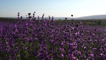 bloeiend lavendel in een veld- Bij zonsondergang. Provence, Frankrijk. dichtbij omhoog. selectief focus. langzaam beweging. lavendel bloem voorjaar achtergrond met mooi Purper kleuren en bokeh lichten. video