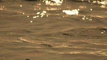 sfocato d'oro mare a tramonto con mutevole messa a fuoco e bokeh effetto. sole riflette e scintille su onde, illuminante d'oro mare. vacanza ricreazione concetto. astratto nautico estate oceano tramonto natura video