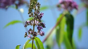 un' Comune giallo coda di rondine papilio macaone su il fiore di un' farfalla cespuglio buddleja davidii . vicino su, lento movimento video