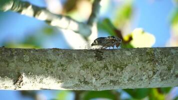 A cicada sits on a tree on hot summer day, closeup shot. Singing loudly to call the female. Intense buzzing of cicadas. Cicada Lyristes plebejus. Selective focus, slow motion video