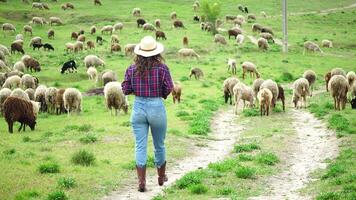 contadino con gregge di pecora pascolo nel un' verdeggiante verde estate campo. pochi Nero, Marrone e bianca pecora siamo mangiare erba nel un' prato. di lana agnelli vagare insieme, animali prodotta per carne. rurale villaggio video