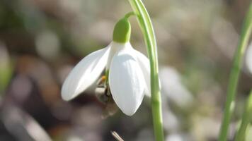 bucaneve, fiore, primavera. bianca bucaneve fioritura nel giardino, presto molla, segnalazione fine di inverno. video