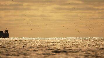 abstrakt hav hav solnedgång natur bakgrund med seagulls och fiske båt trålare fångster fisk medan segling på hav på horisont i distans segla till fånga skola av fisk på lugna hav yta i sommar. video