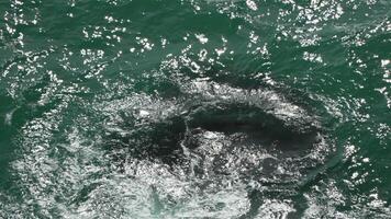 aéreo ver desde encima en calma azur mar. pequeño olas en agua superficie en movimiento difuminar. naturaleza verano Oceano mar playa antecedentes. nadie. clima y clima cambiar. día festivo, vacaciones y viaje idea. video