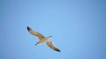 en flock av seagulls flyga i värma solnedgång himmel över de hav. silhuetter av seagulls flygande i långsam rörelse med de hav i de bakgrund på solnedgång. kväll. ingen. frihet begrepp video