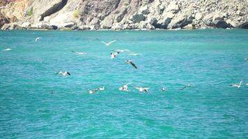 un rebaño de gaviotas mosca en calentar puesta de sol cielo terminado el océano. siluetas de gaviotas volador en lento movimiento con el mar en el antecedentes a puesta de sol. noche. nadie. libertad concepto video