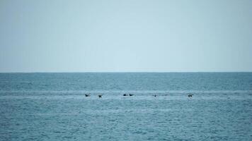 cormorans troupeau en volant dans formation à enregistrer énergie. troupeau de génial cormorans - phalacrocorax glucides. école de noir migratoire des oiseaux mouches dans ciel plus de mer le long de le côte. saison et climat changement video