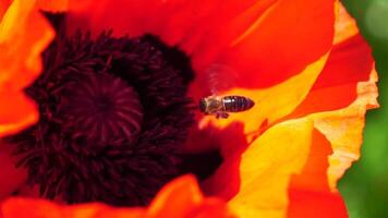 rojo amapola flor cabeza cerca arriba con abeja. amapolas en el prado salvaje amapola campo, balanceo por viento. macro. de cerca de cierne amapolas claro de rojo amapolas suave atención difuminar. papaver sp. video