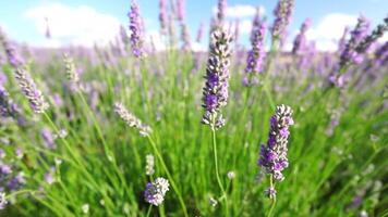 lavanda i campi con fragrante viola fiori fioritura a tramonto. lussureggiante lavanda cespugli nel infinito righe. biologico lavanda olio produzione nel Europa. giardino aromaterapia. lento movimento, vicino su video