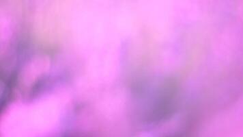 lavande des champs avec parfumé violet fleurs Floraison à le coucher du soleil. luxuriant lavande des buissons dans interminable Lignes. biologique lavande pétrole production dans L'Europe . jardin aromathérapie. lent mouvement, proche en haut video