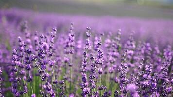 fioritura lavanda nel un' campo a tramonto. Provenza, Francia. vicino su. selettivo messa a fuoco. lento movimento. lavanda fiore primavera sfondo con bellissimo viola colori e bokeh luci. video