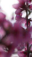 A close up of a bright pink flowers peach tree spring bloom. Vertical . Slow motion video