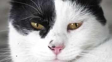 A cute happy white black kitten lies and rests on the floor of the park in the rays of sunlight, looks at the camera, wiggles its ears and enjoys the morning sun. video