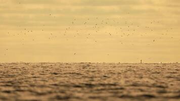 Abstract sea ocean sunset nature background with seagulls and fishing boat trawler catches fish while sailing on sea at horizon in distance sail to catch school of fish on calm sea surface in summer. video