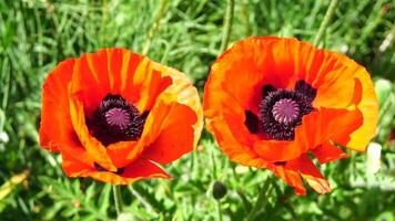 rojo amapola flor cabeza cerca arriba de pétalo. amapolas en el prado salvaje amapola campo, balanceo por viento. macro. de cerca de cierne amapolas claro de rojo amapolas suave atención difuminar. papaver sp. video