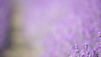 lavendel velden met geurig Purper bloemen bloeien Bij zonsondergang. weelderig lavendel struiken in eindeloos rijen. biologisch lavendel olie productie in Europa. tuin aromatherapie. langzaam beweging, dichtbij omhoog video