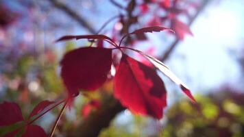 Red, orange leaves in garden, during autumn, sunlight shining through foliage highlights seasonal change. Organic agriculture production. Eco farming video